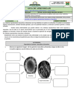 Guia de Los Organos Reproductores f y m.