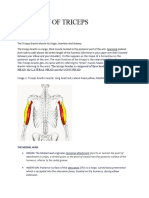 Anatomy of Triceps