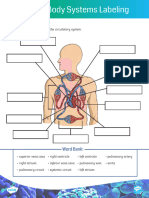 Human Body Systems Labeling Activity Color