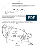 Photosynthesis Coloring