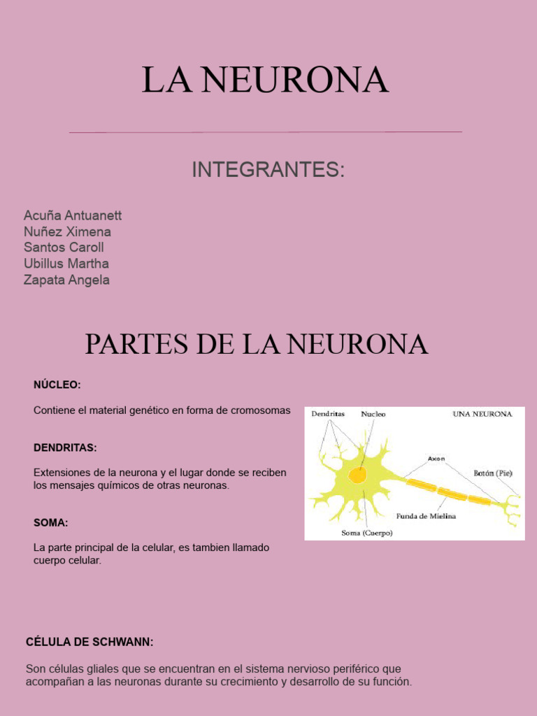 Guía Completa de la Neurona | PDF | Neurona | Sinapsis