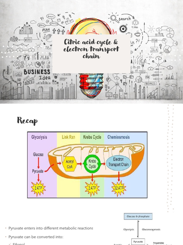 Citric Acid Cycle and Electron Transport | PDF | Cellular Respiration ...