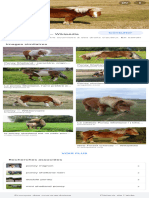 Poney – Recherche Google