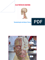 Atlas Prático de Anatomia Da Cabeça e Pescoço (1)