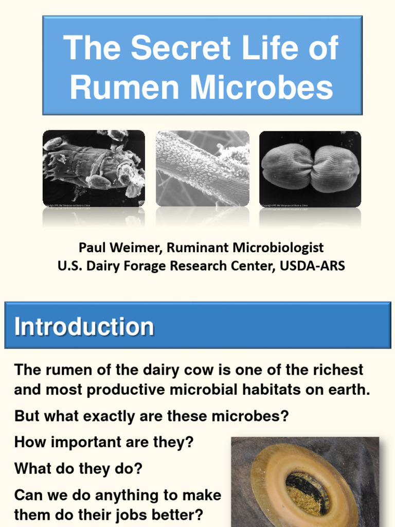 6 Weimer Rumen Microbes | PDF | Ruminant | Microorganism