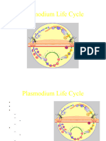 Plasmodium