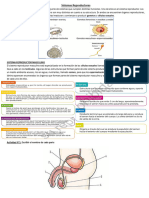 Sistema Reproductor Masculino y Femenino, Fecundaciã N y Ciclo Menstrual