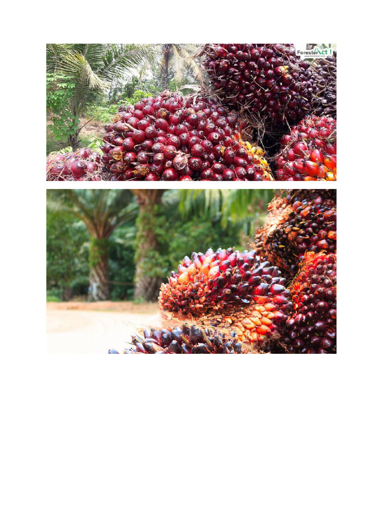 Palm Oil Pdf