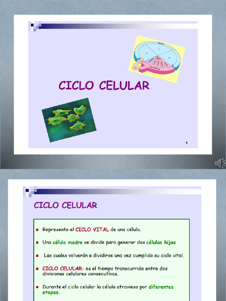 Ciclo Celular y DuplicaciÃ N de ADN1.2 | PDF | Replicación De Adn ...