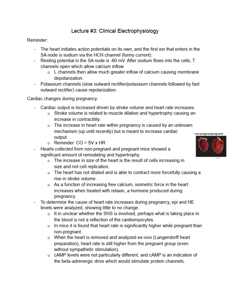 Lecture 3 Pdf Heart Cardiac Muscle