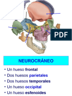 17 Base de Cráneo (Vista Endocraneal)