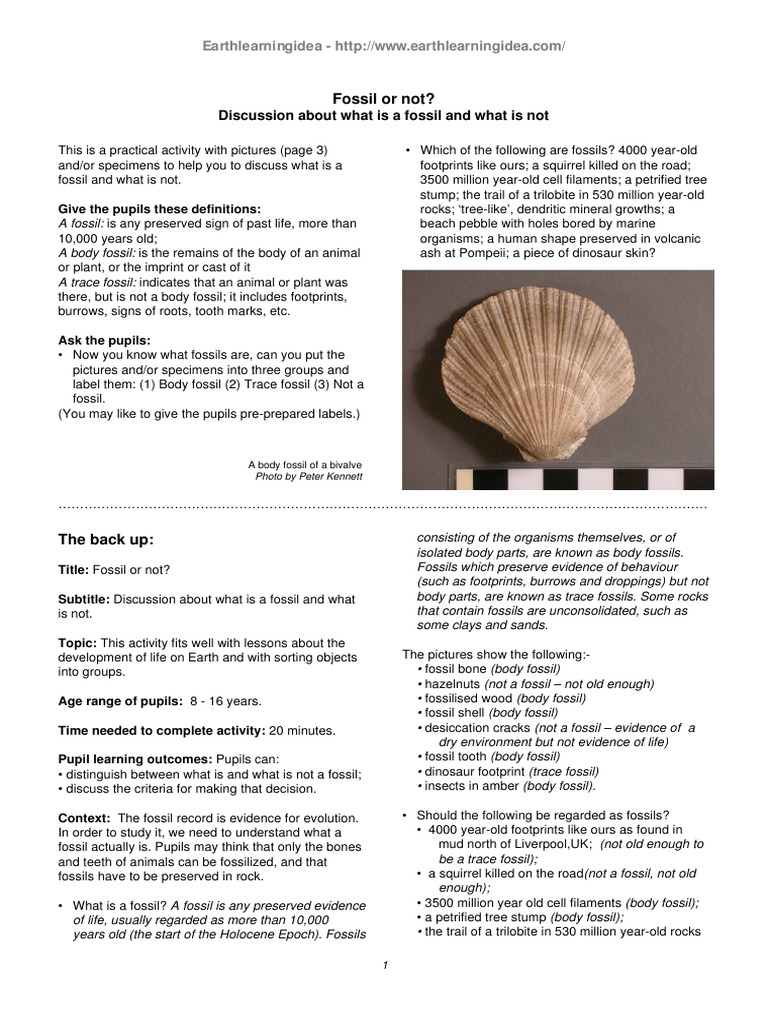 What Is A Fossil Pdf Fossil Dinosaurs