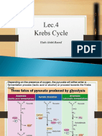 Lec 4 kerbs_cycle