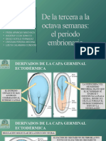 De La Tercera a La Octava Semanas-1