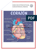 Anatomia Del Corazon y Fisiologia