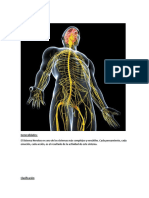 Sistema Nervioso PDF