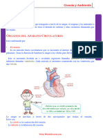 Aparato Circulatorio y Sus Partes para Cuarto Grado de Primaria