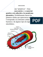 Células Procarioticas