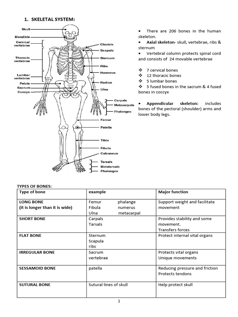 Anatomic Overview of Human Body Systems | PDF | Anatomical Terms Of ...