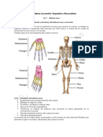 Sistema Locomotor Squeleto y Musculatura.