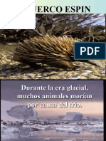 El Puerco Espin