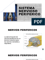 06 - Sistema Nervioso Periferico