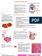 Sistema Cardiovascular