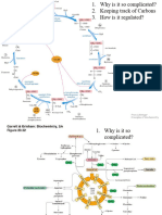 Amphibolic Pathways