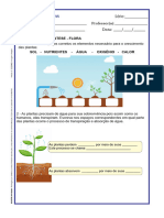 Ciências 5 Plantas e Flora Fotossíntese