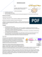 Treponema Pallidum Características Biológicas: Primera Fase: Una o Mas Lesiones Cutáneas (Chancros) en El Lugar