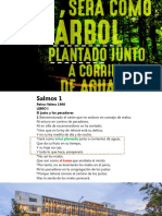Arbol Plantado - PR Alexander 31.03.24