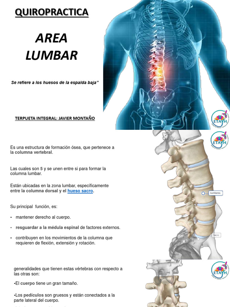 Lumbar | PDF | La columna vertebral | Nervio, image size:768x1024