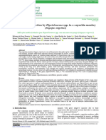 Multisystem Infection by Dipetalonema in A Capuchin Monkey 75264ingles