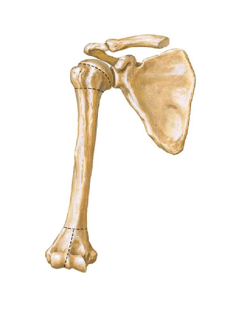 Ossos Dos Membros Superiores Pdf