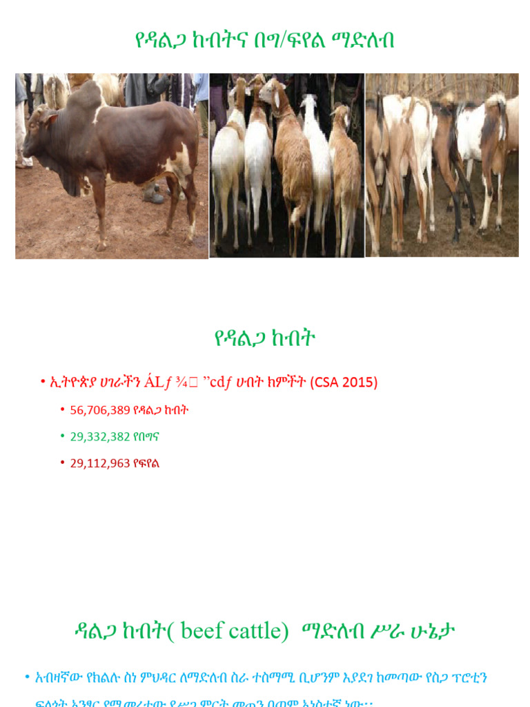Beef Cattle | PDF