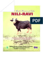 Nili-Ravi-Buffalo
