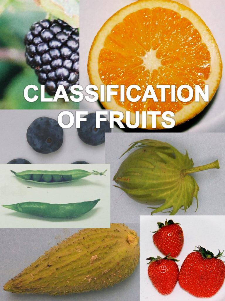 Fruit Type Lab-V2.0f | PDF | Fruit | Plant Morphology