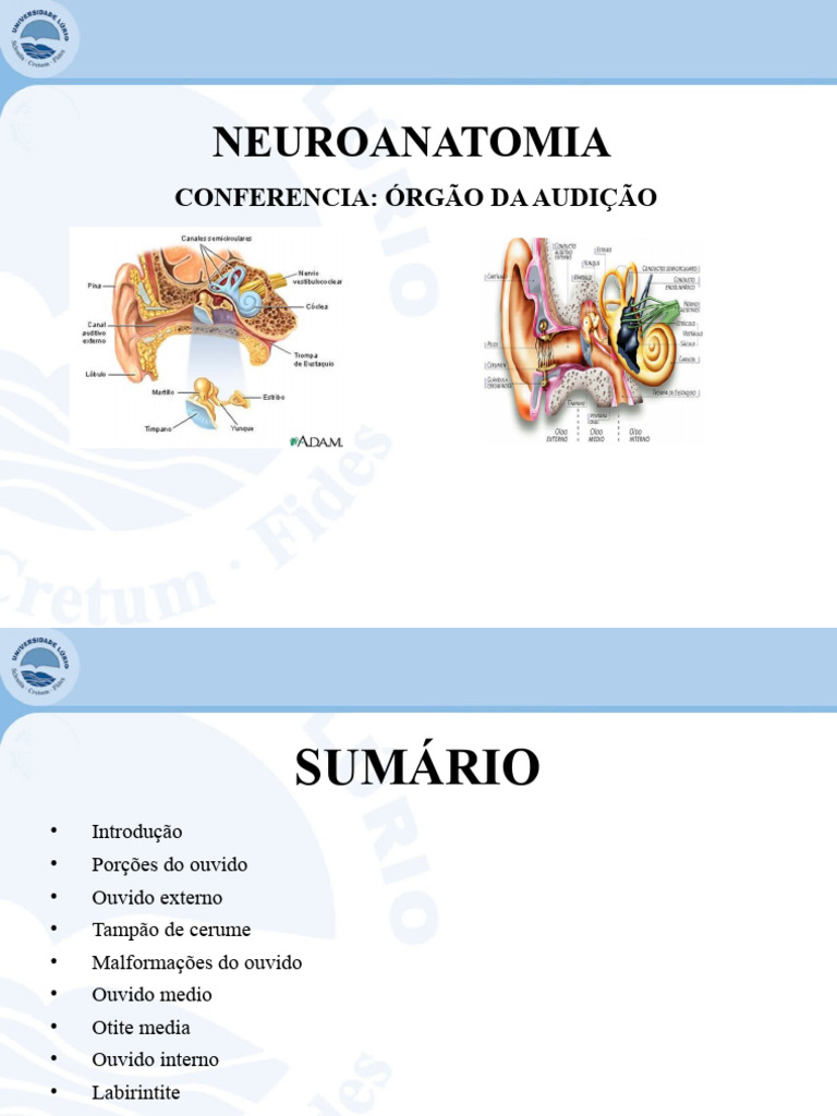 1. Aula Anatomia II- Anatomia Do Orgão de Audição | PDF | Orelha | Audição