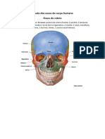 Estudo dos ossos do corpo humano