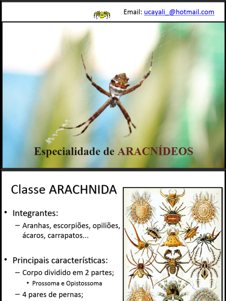 Características dos Aracnídeos | PDF | Aranha | Artrópodes