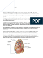 Anatomia Do Coração e Aorta Material Da Profe