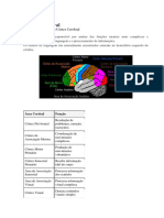 Divisões Funcionais no Córtex Cerebral