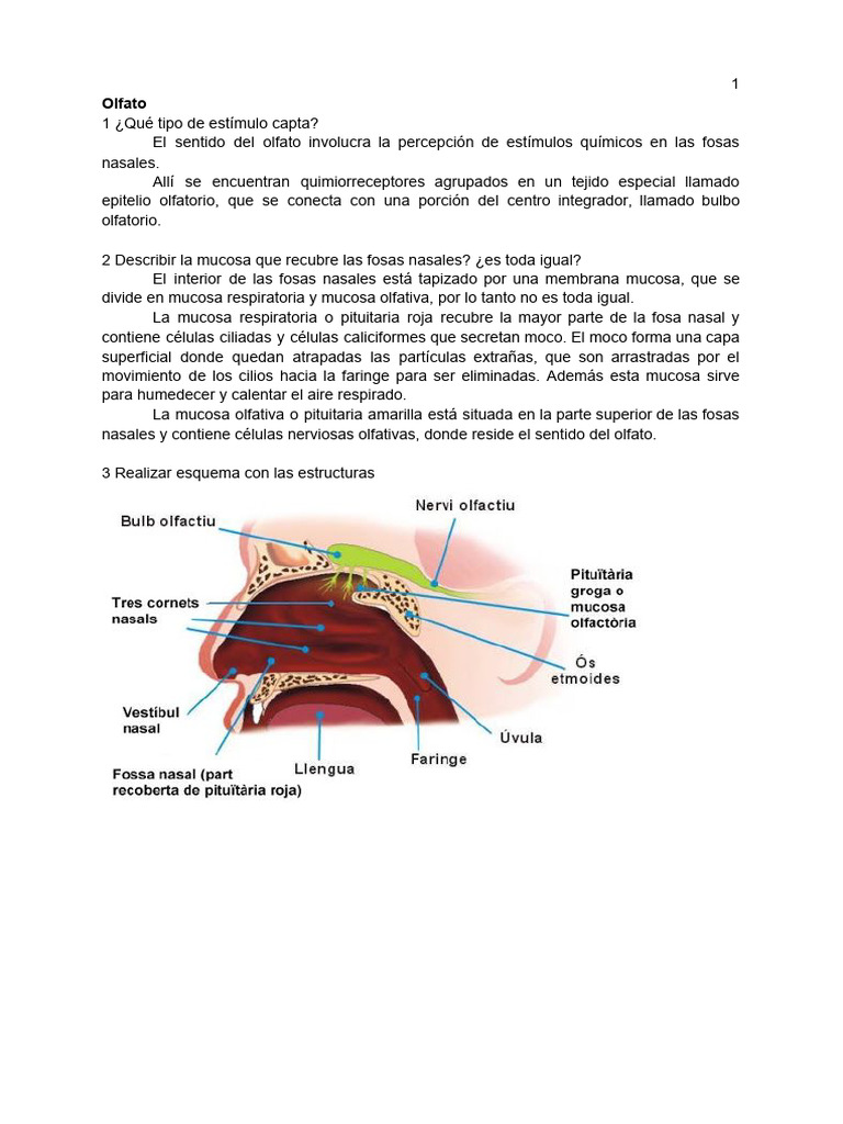 Sentidos Humanos Descargar Gratis Pdf Gusto Percepción Visual