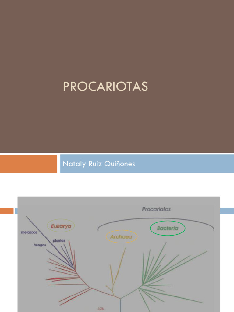 Clasificación y Metabolismo de Procariotas | PDF | Las bacterias | Archaea