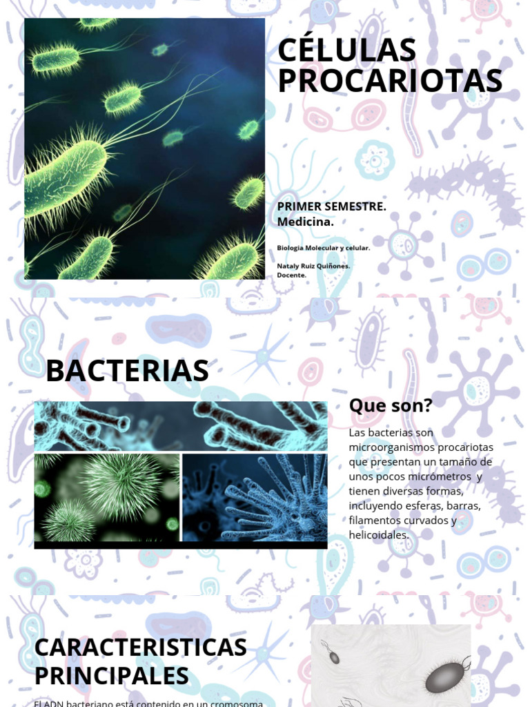 Características de Células Procariotas | PDF | Las bacterias | Biología ...