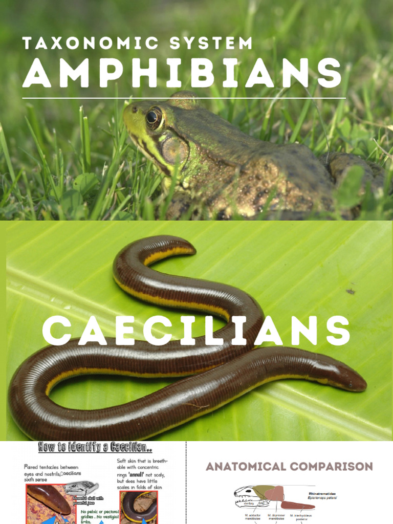 Taxo-Syste of PH Amphibians | Download Free PDF | Frog | Amphibian