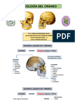 Osteología de Cráneo (1)