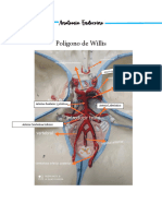 Modelos Anatomicos Endocrino 