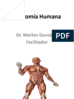 Anatomia Tabla