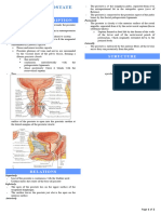 Anatomy of Prostate Gland